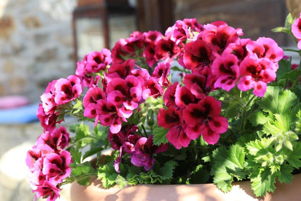סלצ'וק Terrace Houses Sirince חדר תמונה